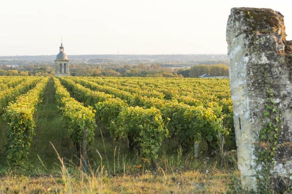 Studio Au Coeur Des Vignes Apartment Монлюис-сюр-Лоар Екстериор снимка